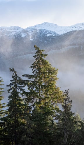 Snow-dusted mountain peaks rising above a forest of evergreens wrapped in morning mist